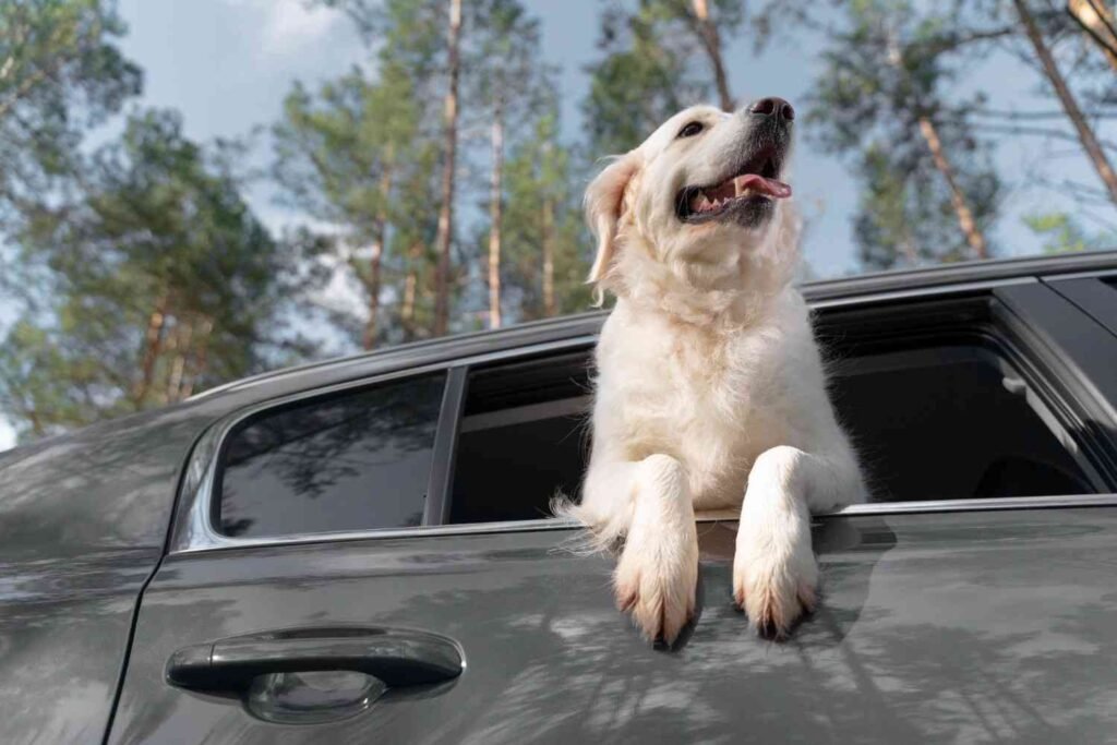 pet taxi service near me